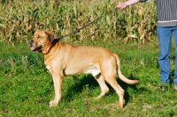 Picture of broholmer majestic dog of denmark on lead