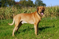 Picture of Broholmer majestic dog