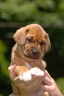 Picture of Broholmer puppy on hand