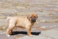 Picture of Broholmer puppy standing on pavement