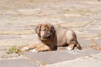 Picture of Broholmer puppy