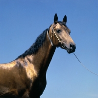 Picture of bronze akhal teke with jewelled collar at Piatigorsk hippodrome, head and shoulders