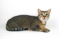 Picture of bronze Egyptian Mau cat