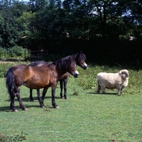 Picture of Broom and Redwing, two Exmoor ponies with a sheep