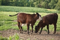 Picture of brown Aberdeen Angus calves