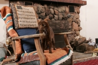 Picture of brown American Curl in chair