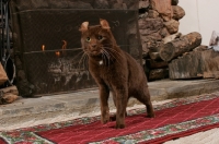 Picture of brown American Curl near fireplace