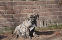 Picture of brown and black Cimarron Uruquayo puppy sitting on pavement and looking down