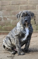 Picture of brown and black Cimarron Uruquayo puppy, standing on pavement and looking at camera