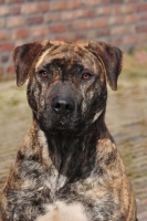 Picture of brown and black Cimarron Uruquayo dog, standing on pavement and looking at camera