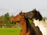 Picture of Brown and Piebald horse