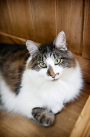 Picture of brown and white cat sitting with paw tucked