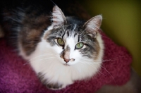 Picture of brown and white cat sitting with paws tucked