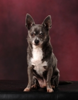 Picture of brown and white Chihuahua in studio