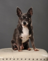 Picture of brown and white Chihuahua sitting on white seat