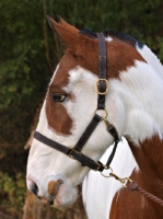 Picture of brown and white cob