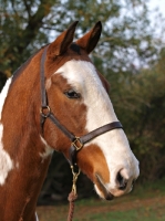 Picture of Brown and white Cob