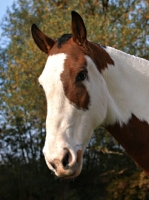 Picture of brown and white Con, portrait