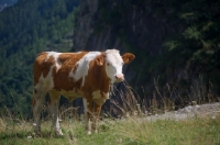 Picture of brown and white cow on the italian Alps