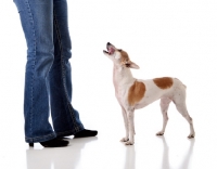 Picture of brown and white dog barking and looking up at owner on white background