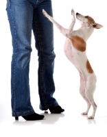 Picture of brown and white dog jumping up at owner