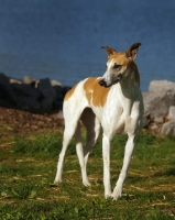 Picture of brown and white Greyhound dog standing outside