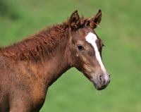 Picture of brown and white Holstein horse against green background