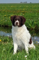 Picture of brown and white Wetterhound near water