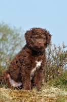 Picture of brown and white Wetterhound puppy