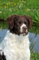 Picture of brown and white Wetterhound