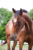 Picture of brown Appaloosa