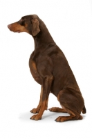 Picture of brown Australian Champion Dobermann