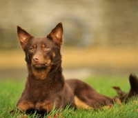 Picture of brown Australian Kelpie lying in grass