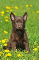 Picture of brown Australian Kelpie puppy