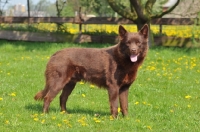 Picture of brown Australian Kelpie 