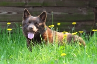 Picture of brown Australian Kelpie 