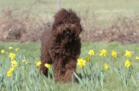 Picture of brown Barbet in spring