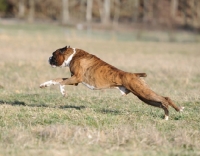 Picture of brown boxer dog running on grass
