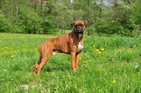 Picture of brown Boxer in field