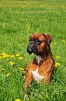 Picture of brown Boxer lying down in flowery field