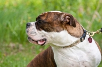 Picture of brown brindle and white Amercian Staffordhire Terrier
