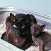 Picture of brown burmese cat and kitten in cat bed