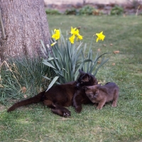 Picture of brown burmese cat and kitten in garden next to daffodils