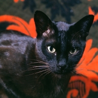 Picture of brown burmese cat head study