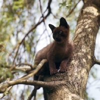 Picture of brown burmese cat in a tree