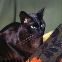 Picture of brown burmese cat indoors watching