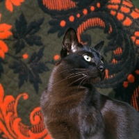 Picture of brown burmese cat looking over shoulder