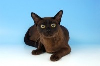 Picture of brown burmese cat lying down