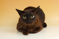 Picture of brown burmese cat lying on beige background