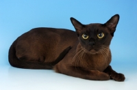 Picture of brown burmese cat lying on blue background
